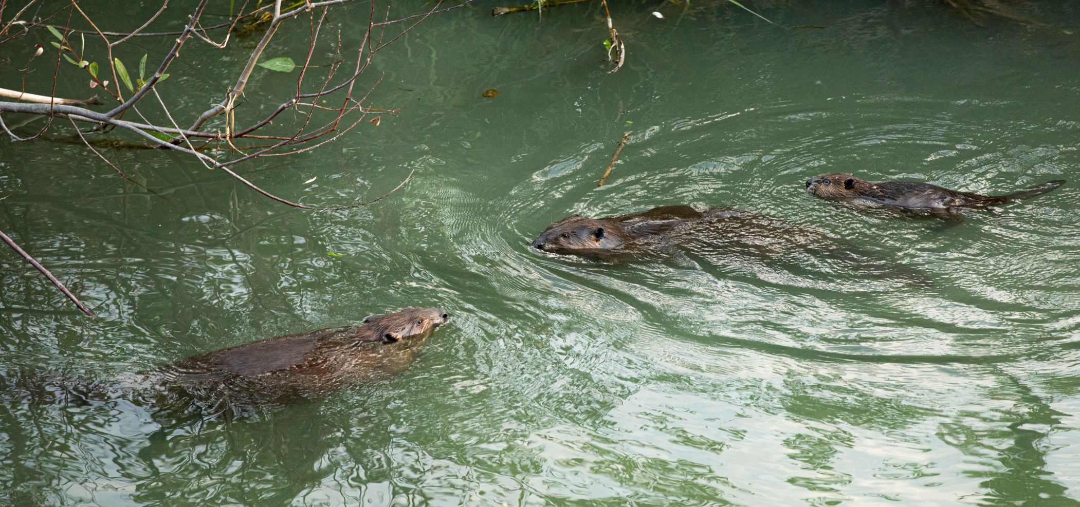 Beaver Lodge Summer 2019